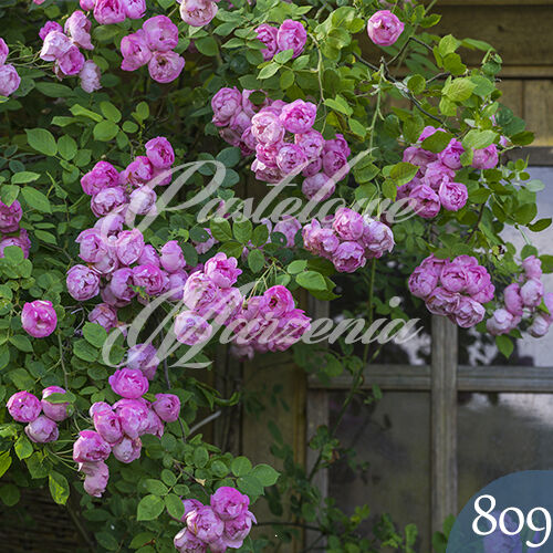 Photographic backdrop