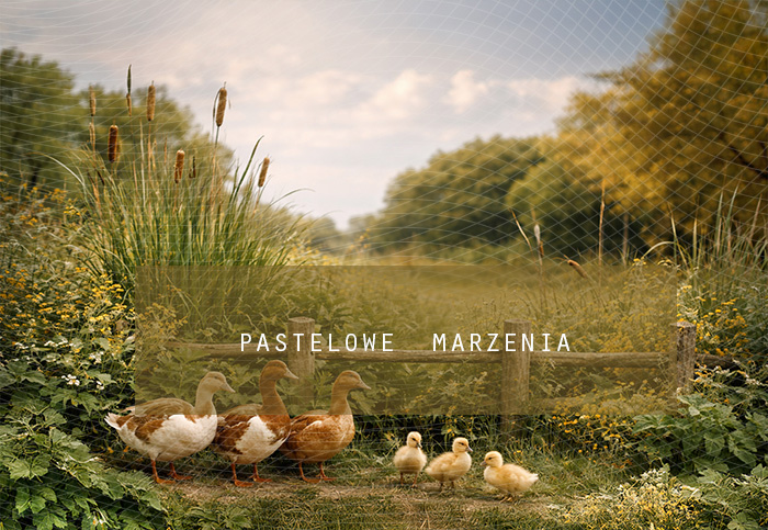 Fabric photographic background from the Summer category, Frame 290x200 cm